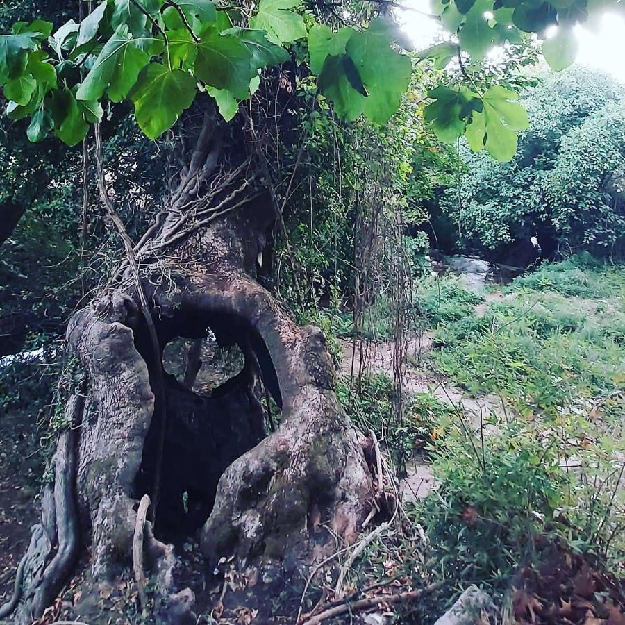 Vila Maria Tsomou Theologos  Exteriér fotografie